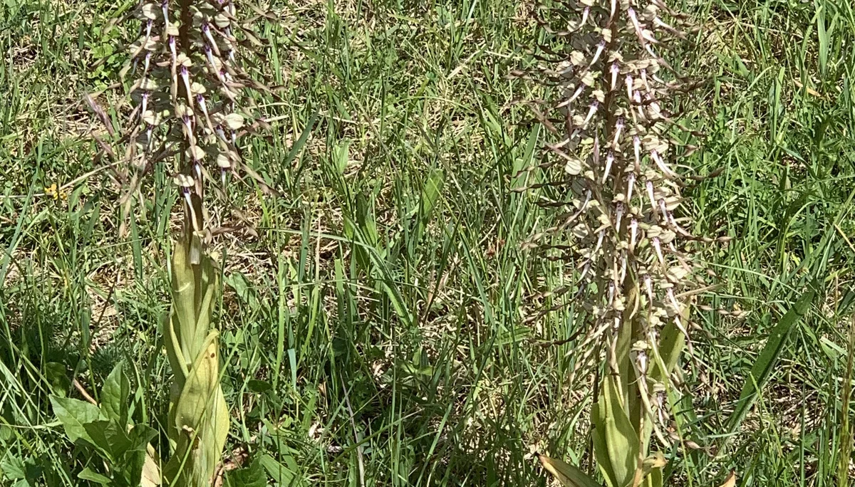 Bocksriemenzunge | © DAV Sektion Tuttlingen/Gunter Müller