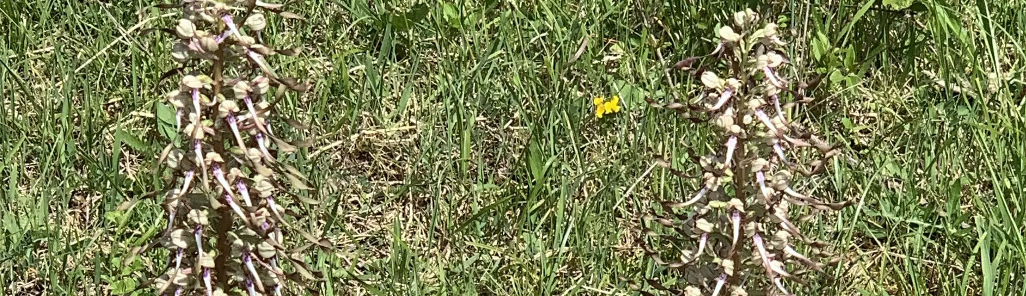 Bocksriemenzunge | © DAV Sektion Tuttlingen/Gunter Müller