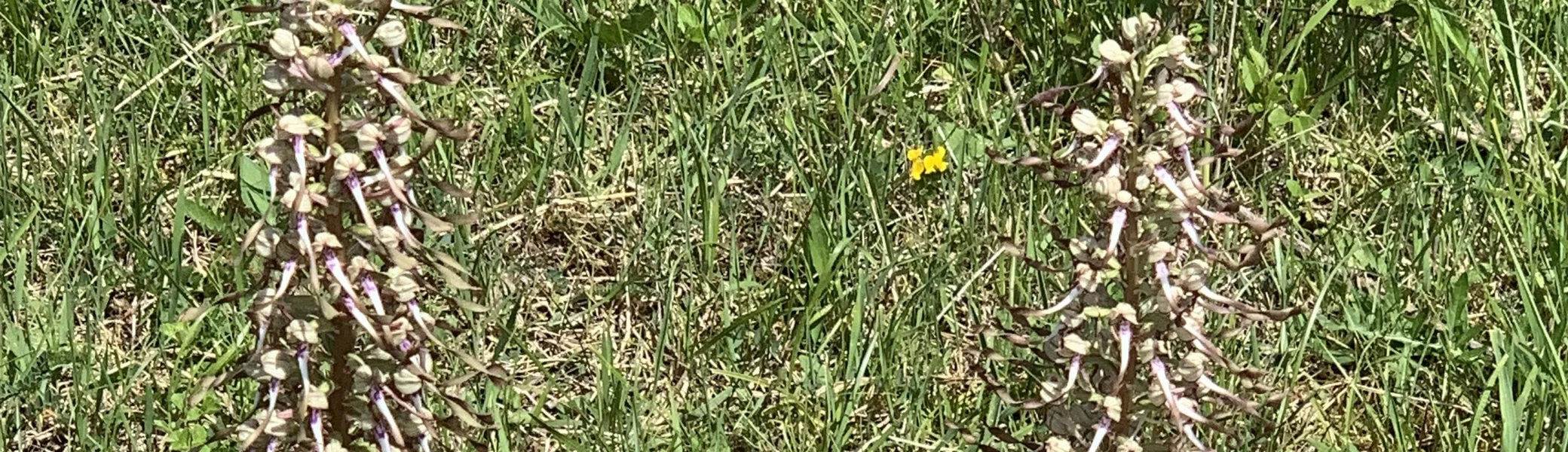 Bocksriemenzunge | © DAV Sektion Tuttlingen/Gunter Müller