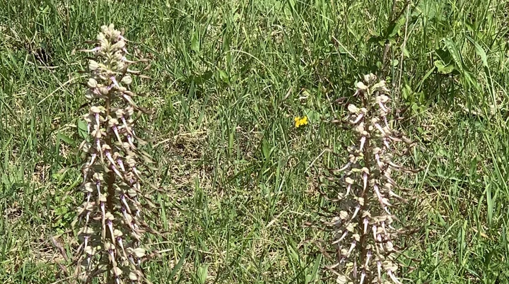 Bocksriemenzunge | © DAV Sektion Tuttlingen/Gunter Müller