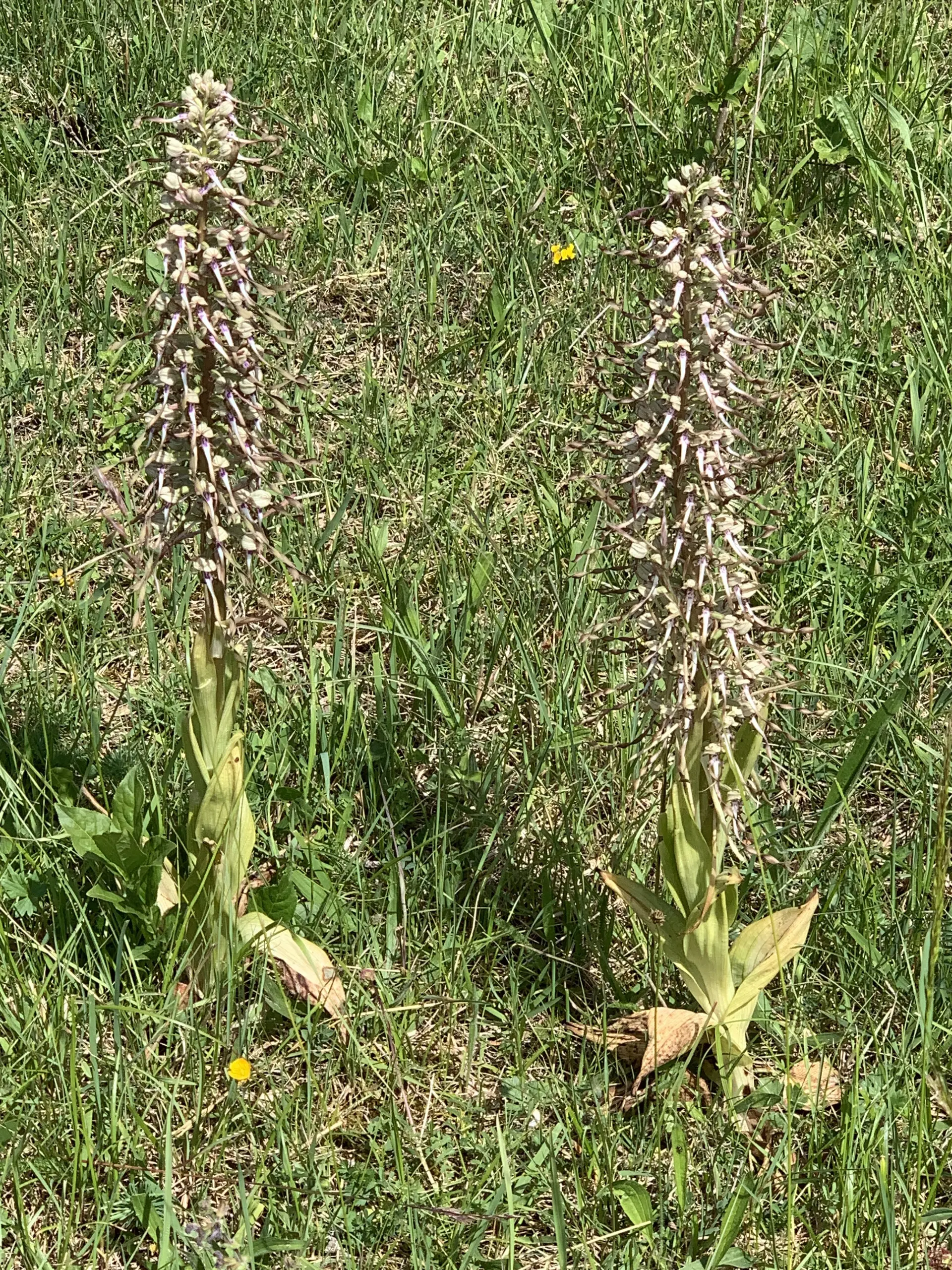 Bocksriemenzunge | © DAV Sektion Tuttlingen/Gunter Müller