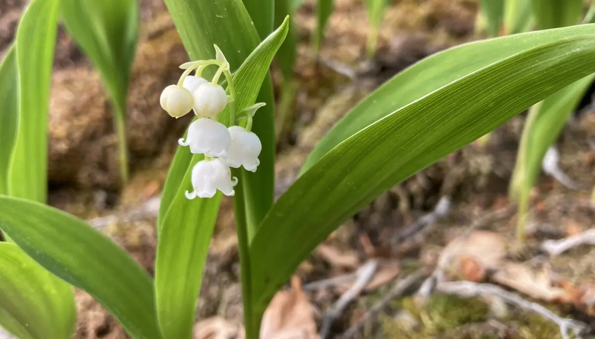 Maiglöckchen | © DAV Sektion Tuttlingen/Norbert Münch