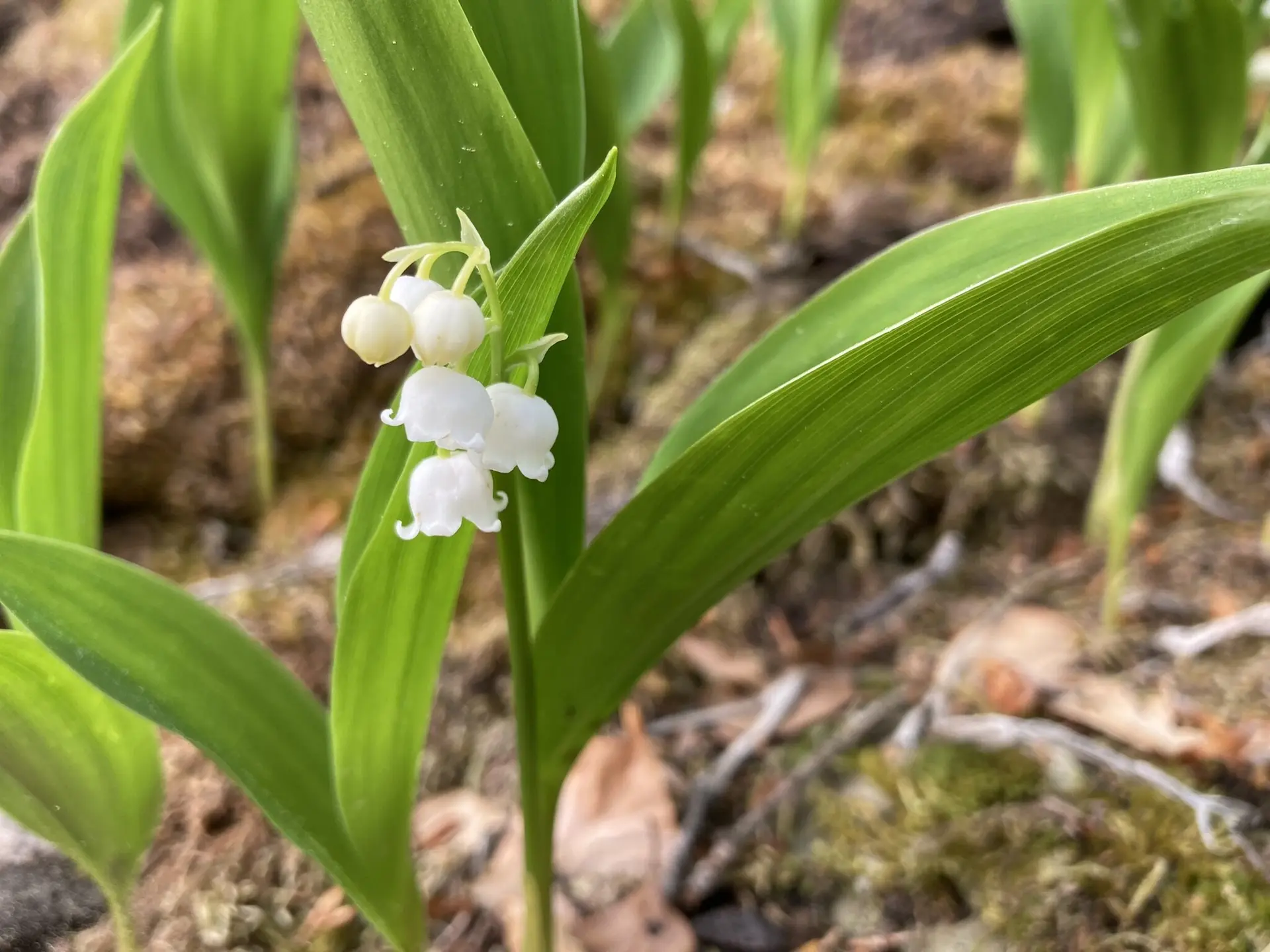 Maiglöckchen | © DAV Sektion Tuttlingen/Norbert Münch