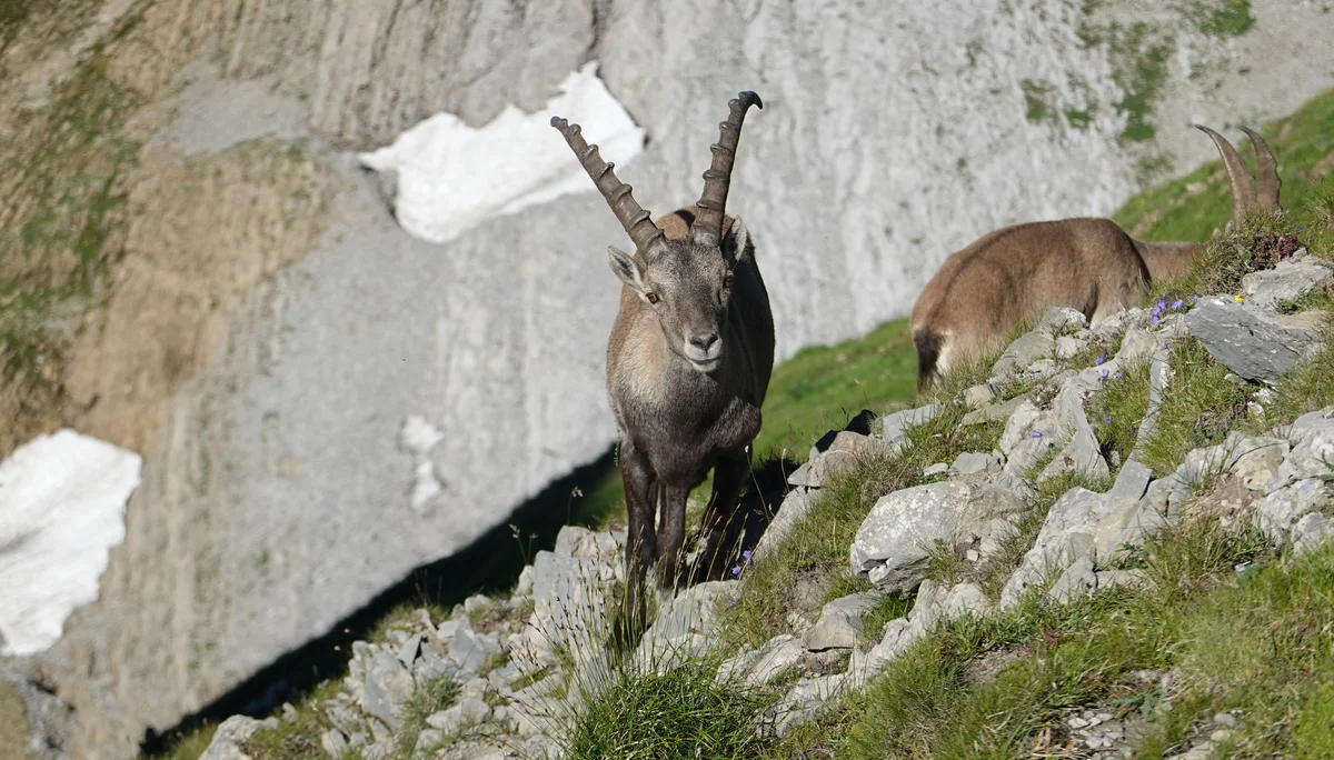 DAV Sommertouren 2024: Lohnende Ziele im Alpstein | © DAV Tuttlingen / Hendrikje Kopf