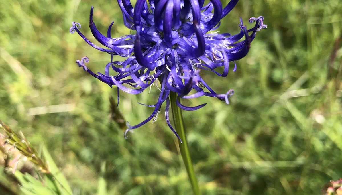 Teufelskralle, Anzeiger für Magerrasenstandorte | © DAV Tuttlingen/Christa Lipowsky