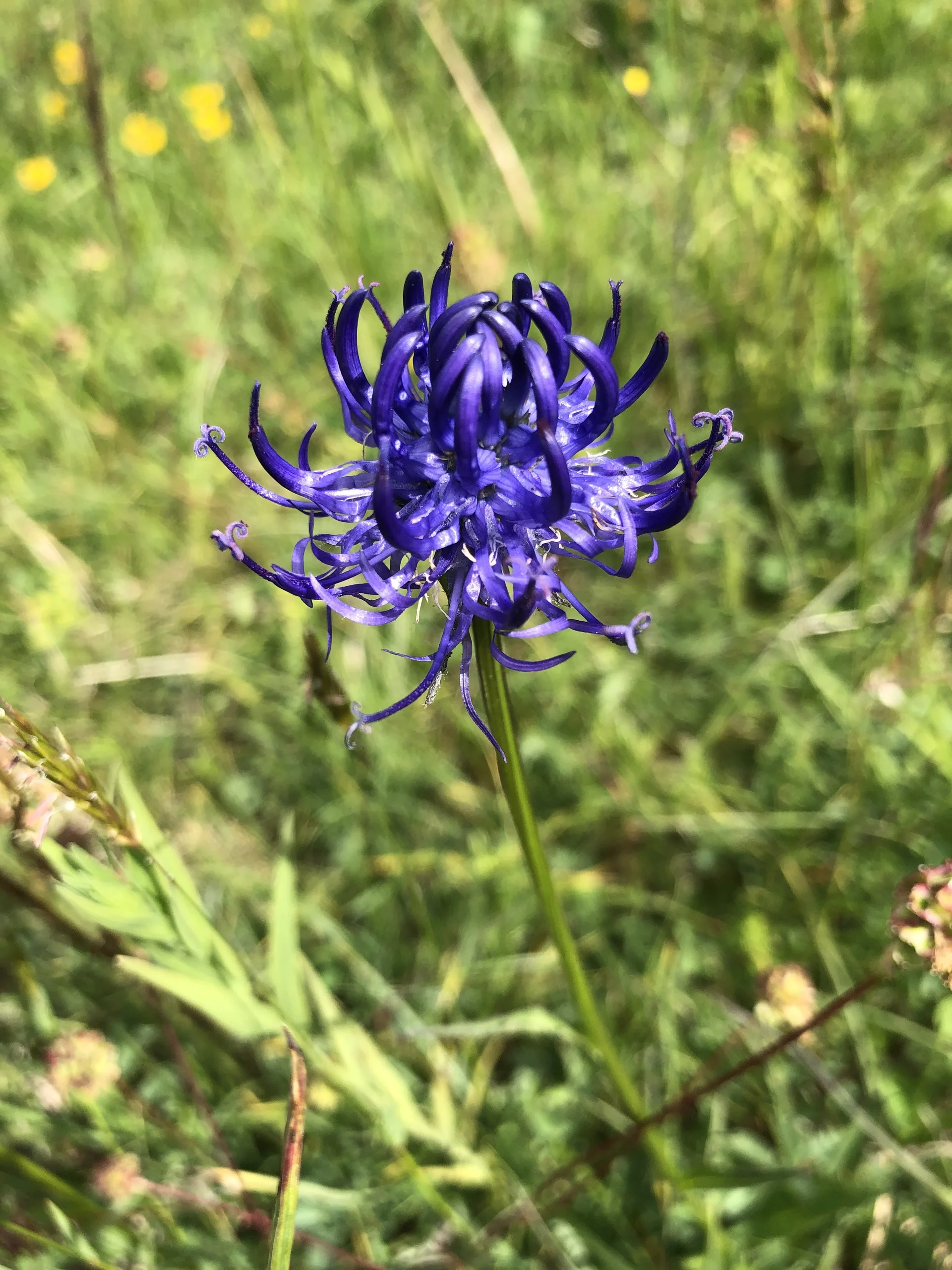 Teufelskralle, Anzeiger für Magerrasenstandorte | © DAV Tuttlingen/Christa Lipowsky