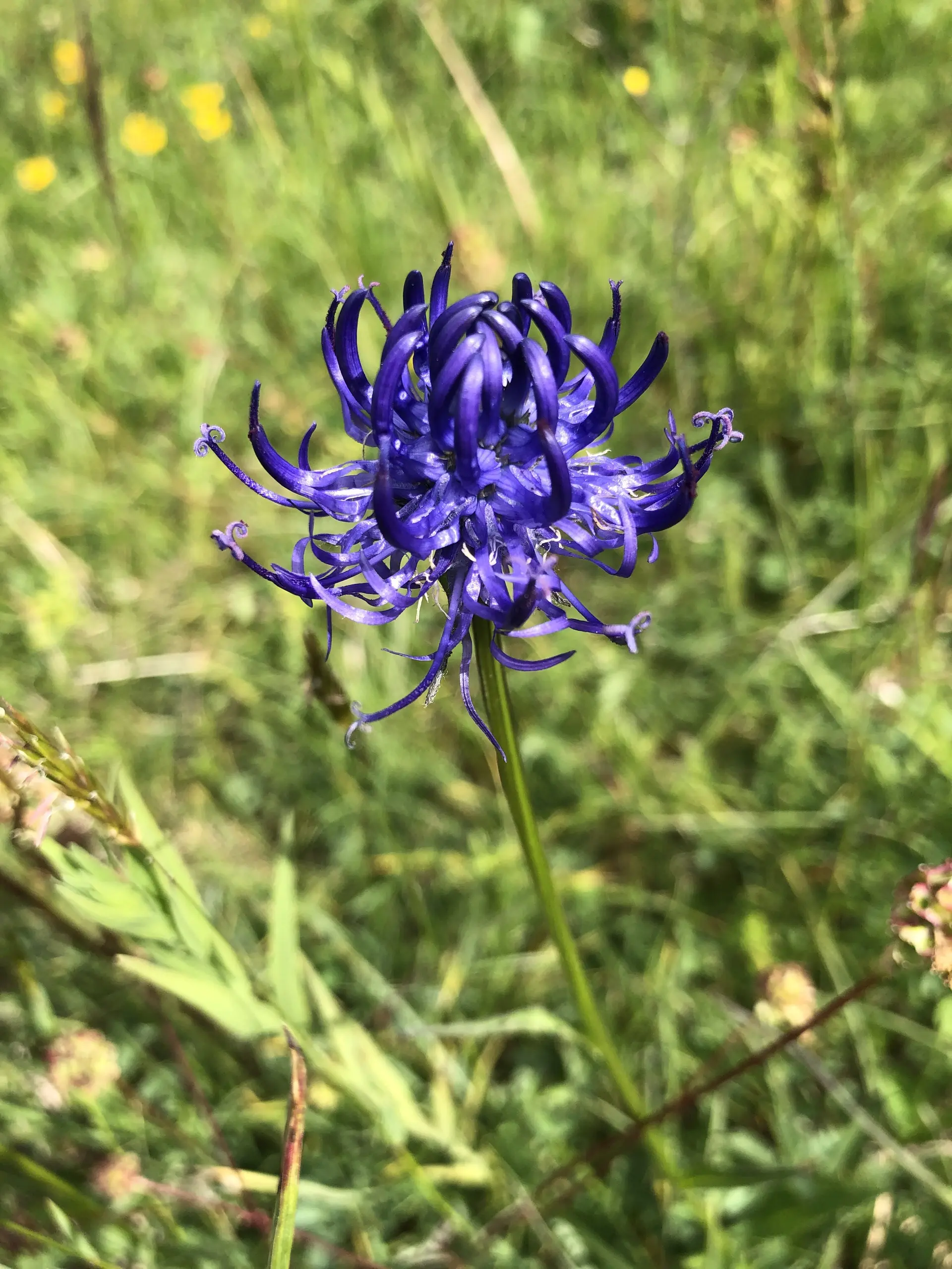Teufelskralle, Anzeiger für Magerrasenstandorte | © DAV Tuttlingen/Christa Lipowsky