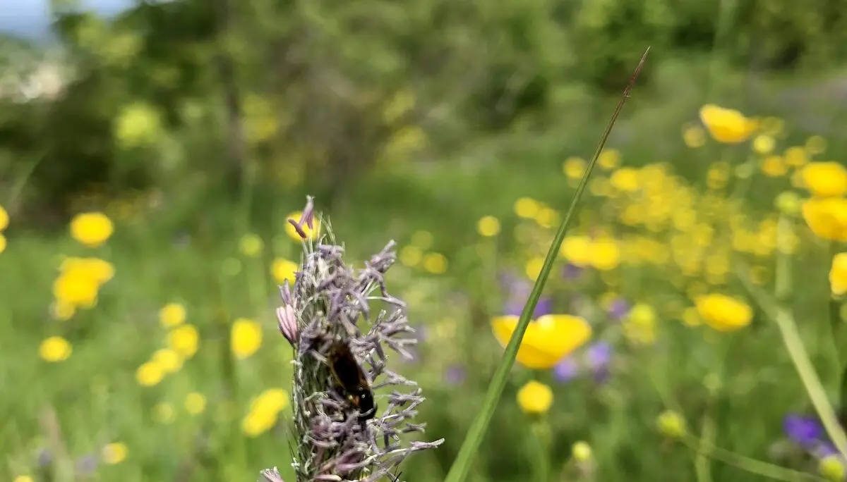 Ruchgras - Anzeiger für magere Wiesenstandorte | © DAV Tuttlingen/Christa Lipowsky