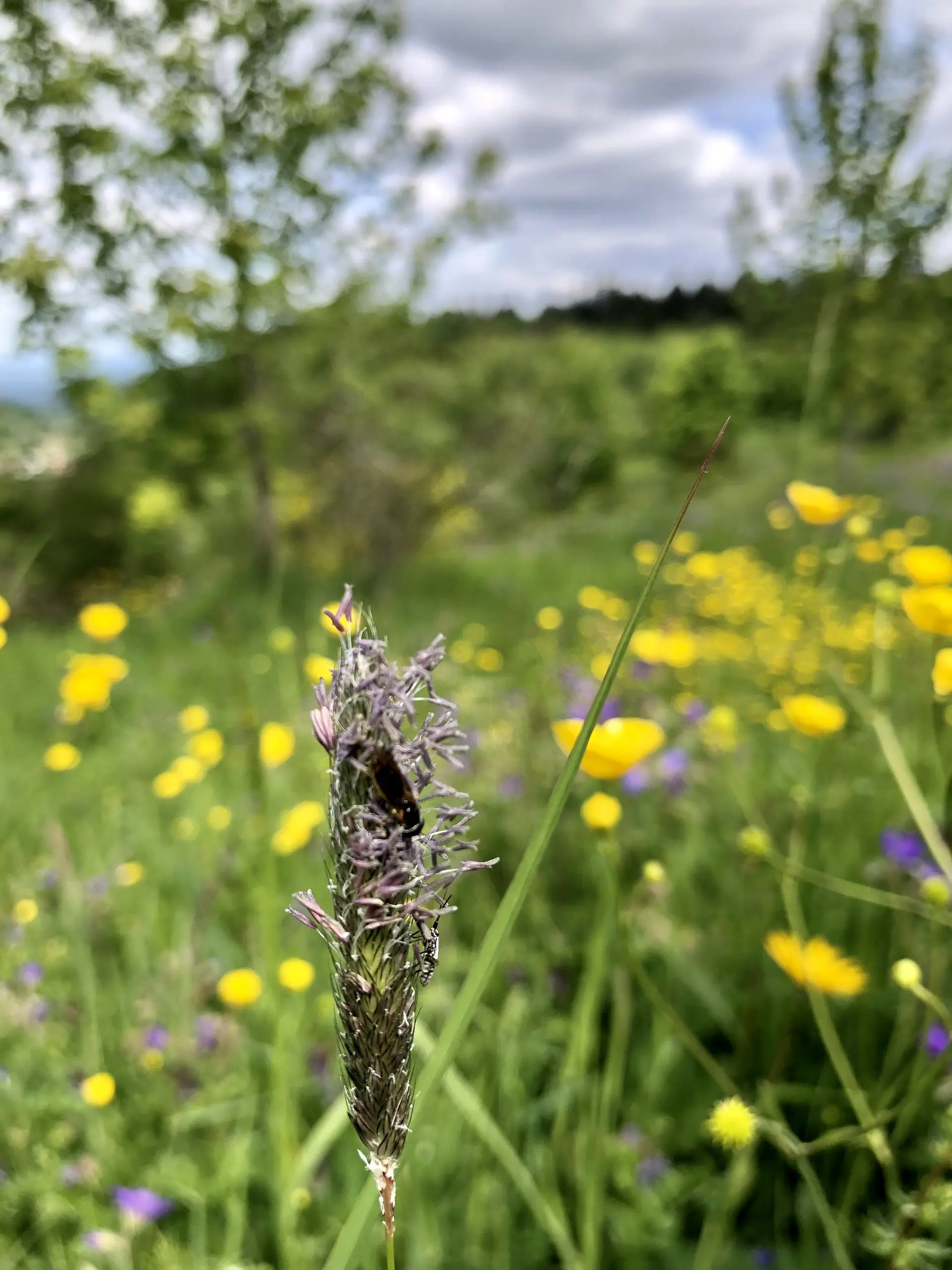 Ruchgras - Anzeiger für magere Wiesenstandorte | © DAV Tuttlingen/Christa Lipowsky