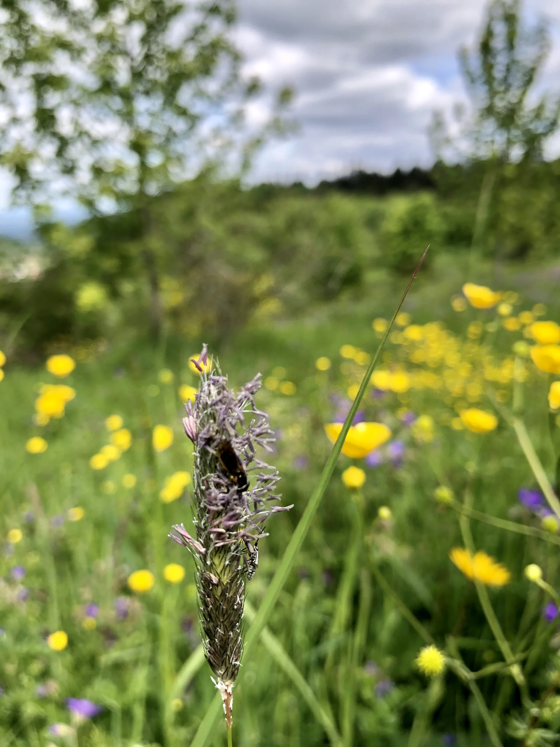 Ruchgras - Anzeiger für magere Wiesenstandorte | © DAV Tuttlingen/Christa Lipowsky
