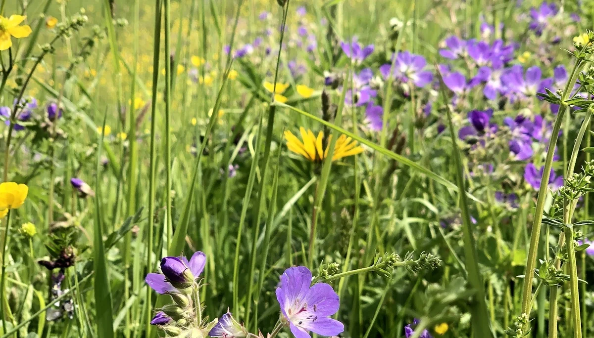 Wiesenstorchenschnabel - oft an nährstoffreichen Standorten | © DAV Tuttlingen/Christa Lipowsky