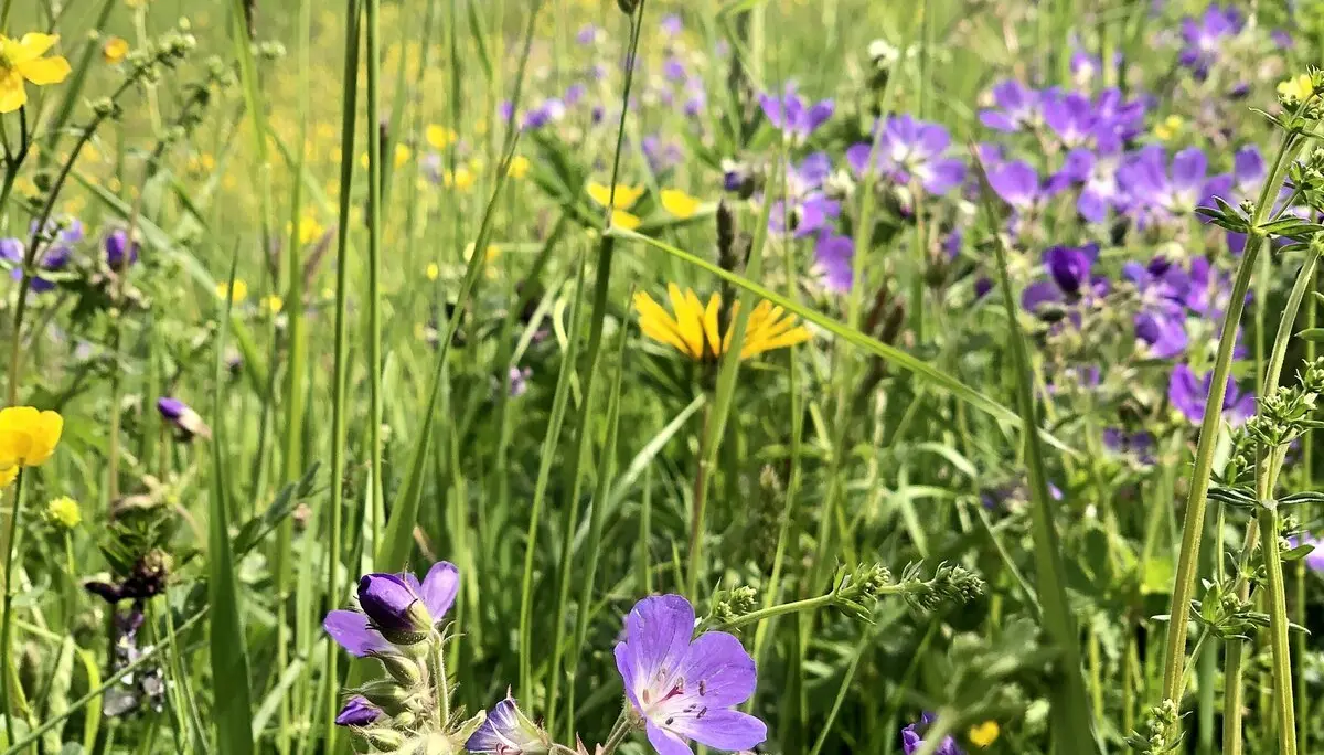 Wiesenstorchenschnabel - oft an nährstoffreichen Standorten | © DAV Tuttlingen/Christa Lipowsky