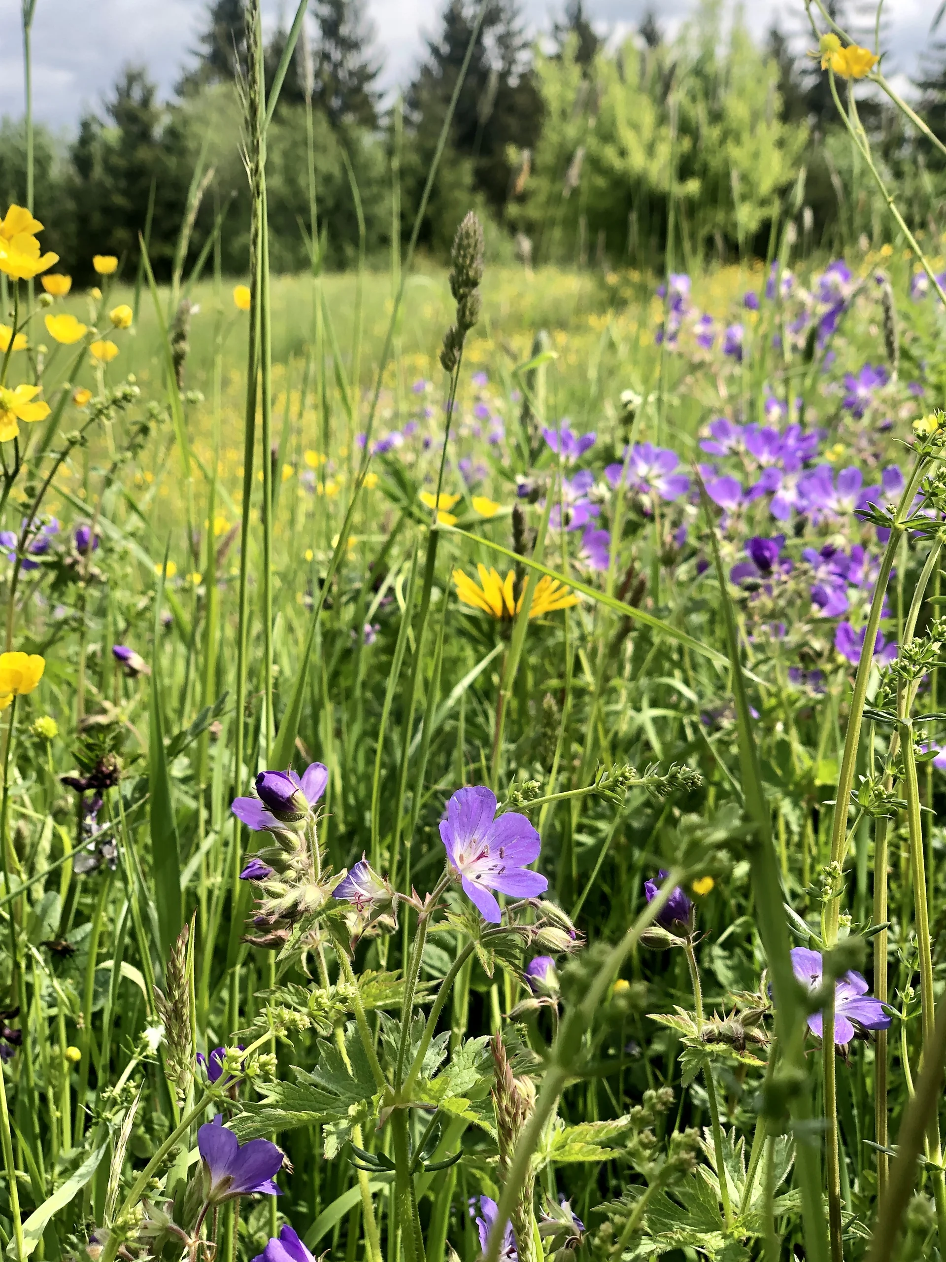 Wiesenstorchenschnabel - oft an nährstoffreichen Standorten | © DAV Tuttlingen/Christa Lipowsky