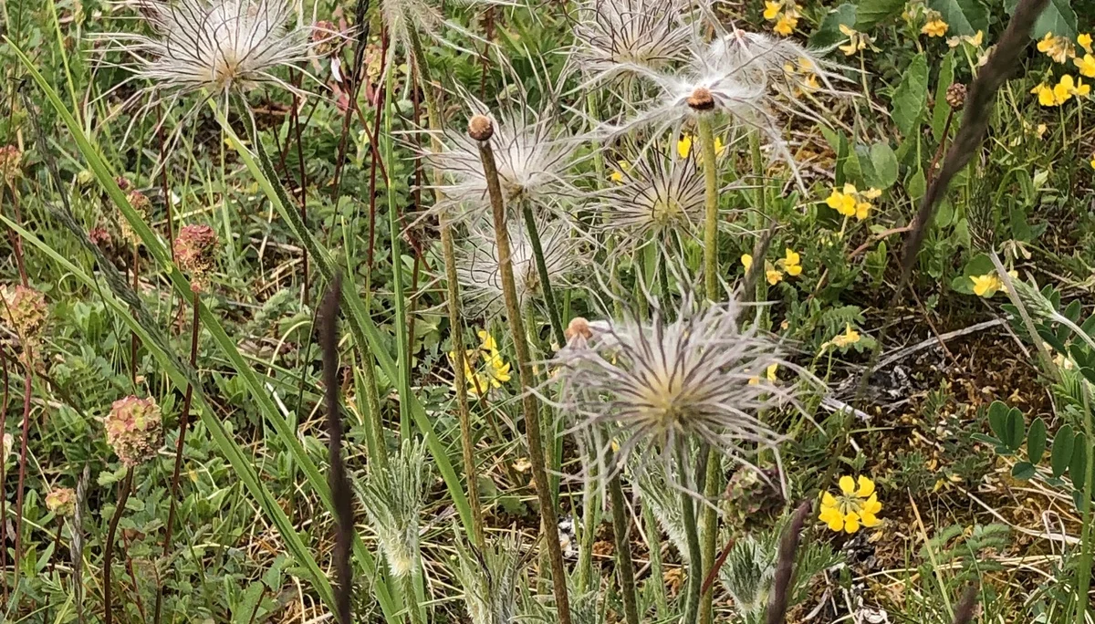Samenstand der Küchenschelle, oft an Mager- oder Trockenrasen | © DAV Tuttlingen/Christa Lipowsky