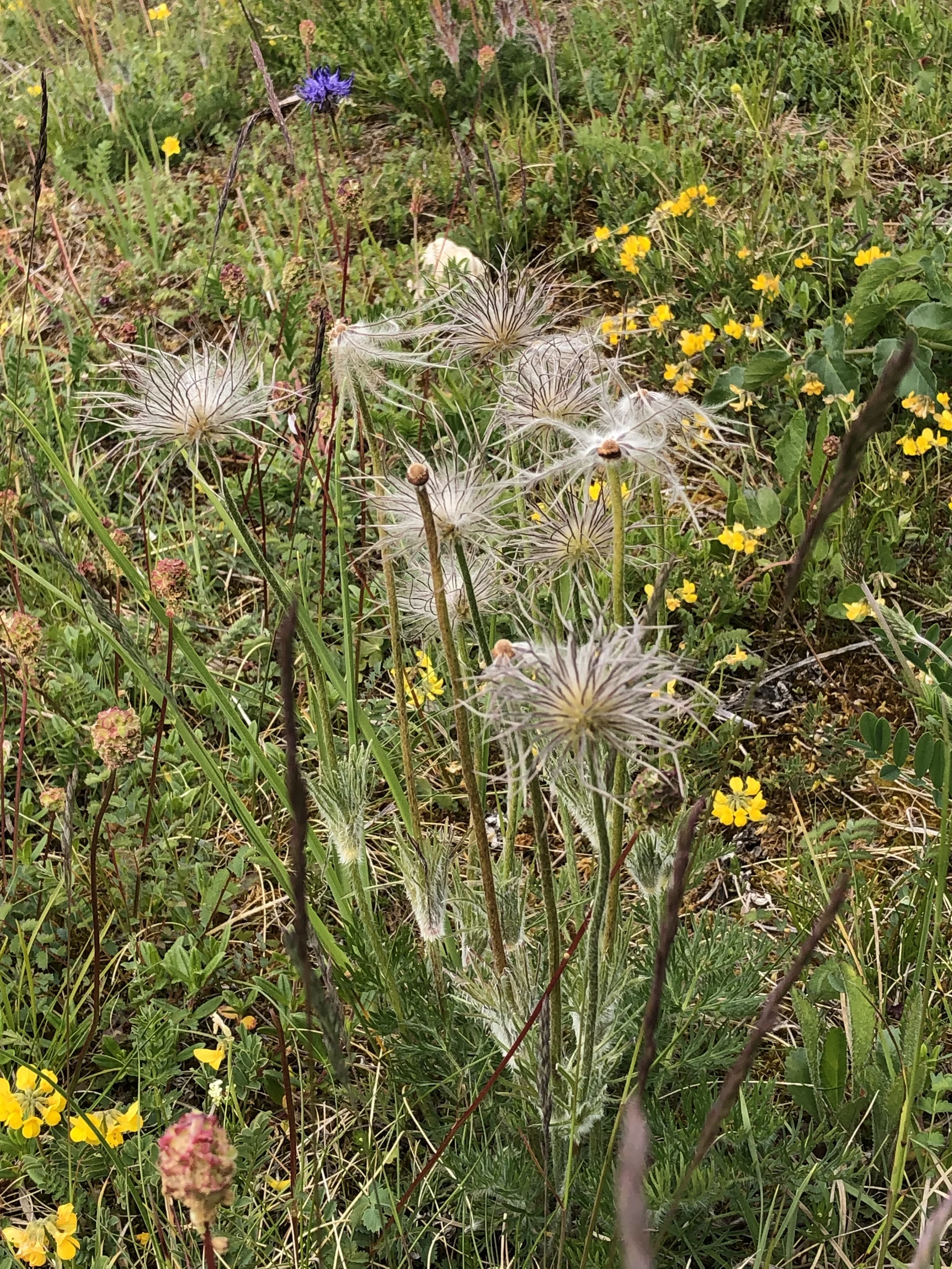 Samenstand der Küchenschelle, oft an Mager- oder Trockenrasen | © DAV Tuttlingen/Christa Lipowsky
