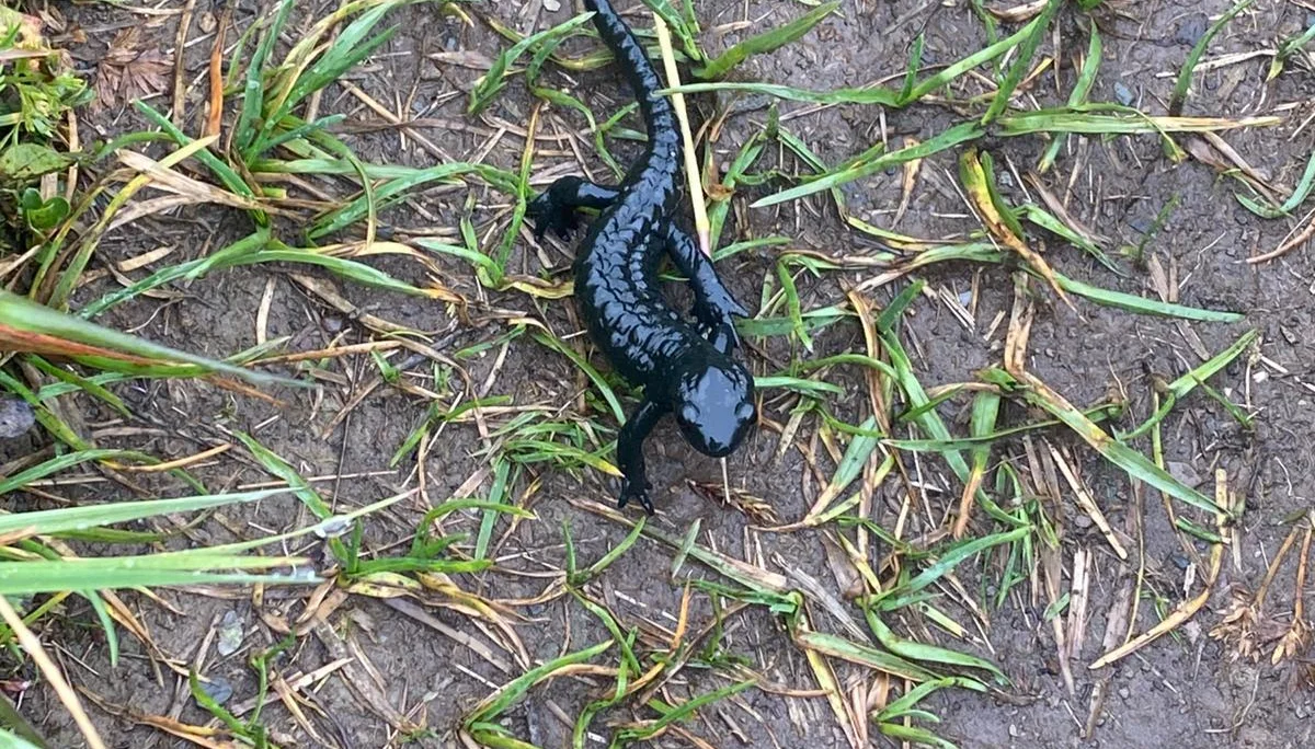 © DAV Tuttlingen/B. Rudischhauser