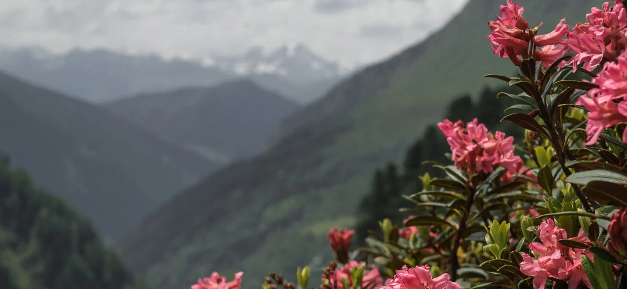 Pflanzen in den Bergen nahe der Geraerhütte: Alpenrose | © DAV/Marcel Dambon
